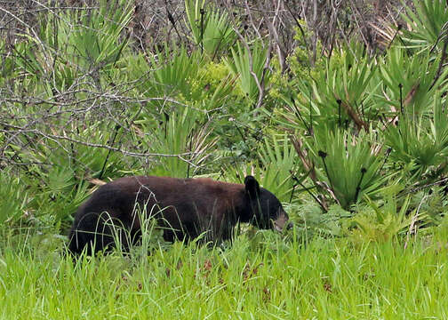 Image of American Black Bear