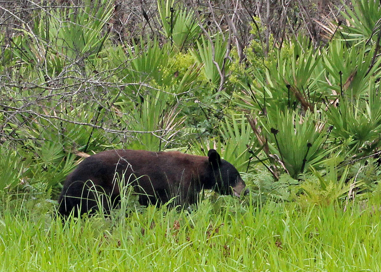 Image of Florida Black Bear.