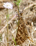 Image of Palpares libelluloides (Linnaeus 1764)