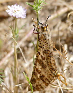 Image de Palpares libelluloides (Linnaeus 1764)