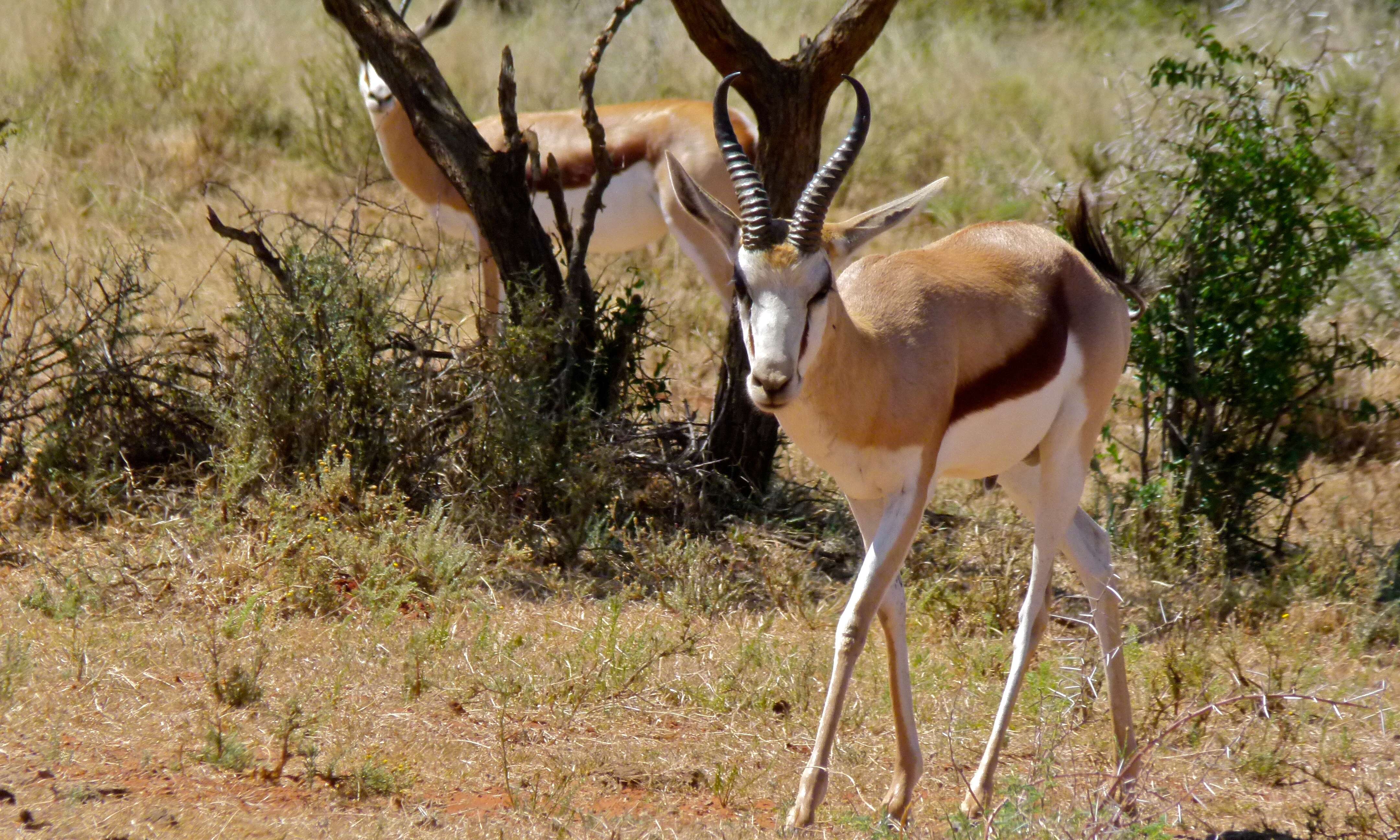 Image of Springbok