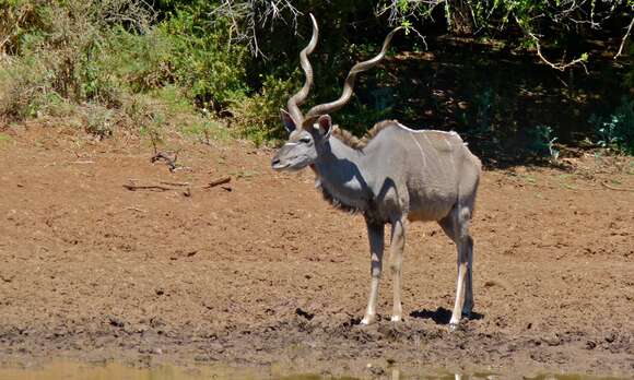 Image of Spiral-horned Antelope