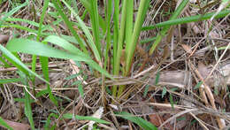 Image of round sawsedge