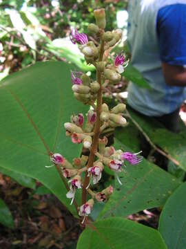 Image of Miconia tomentosa (Rich.) D. Don