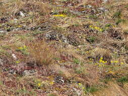 Sivun Alyssum montanum subsp. montanum kuva