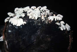 Image of Schizophyllaceae