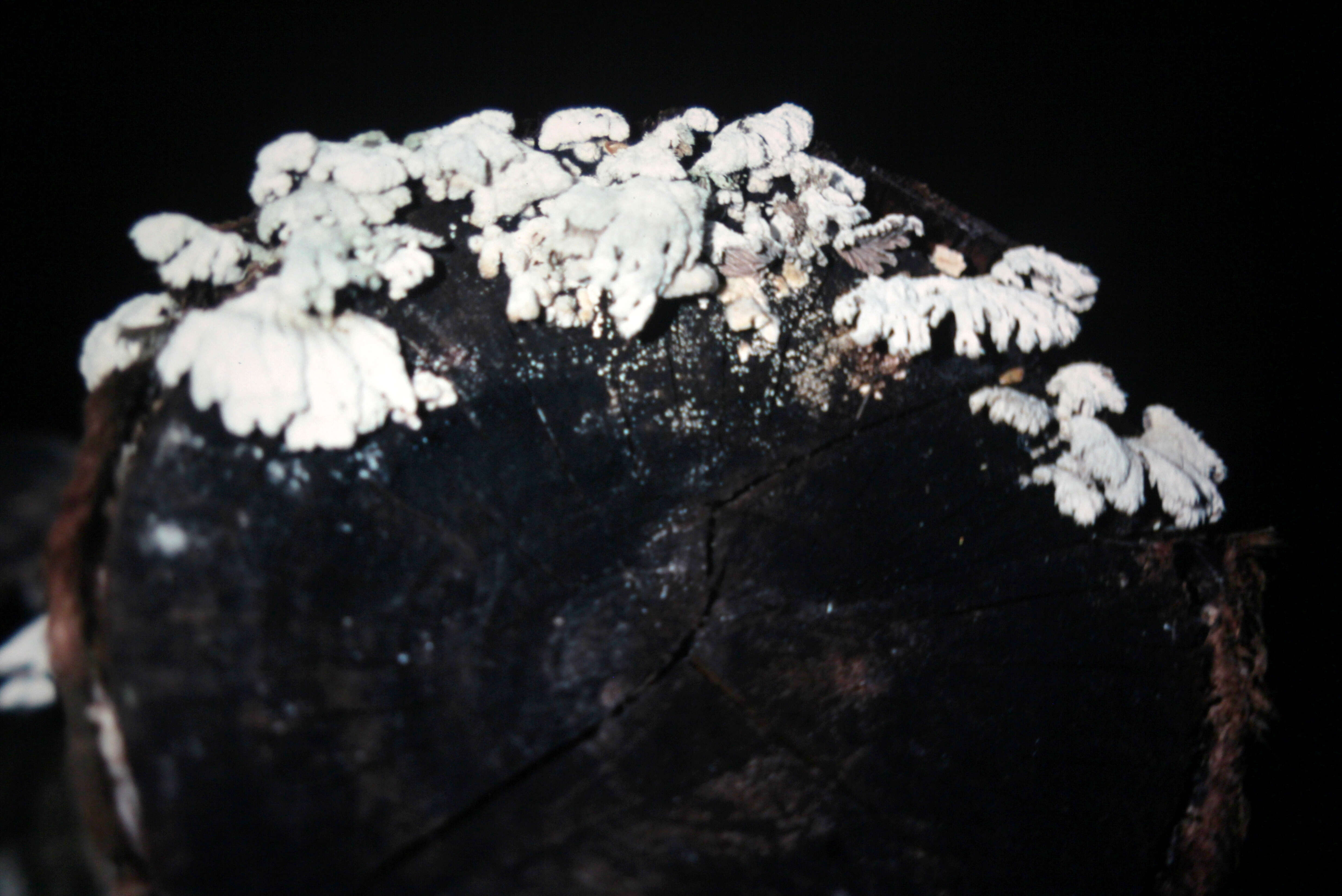 Image of Schizophyllum