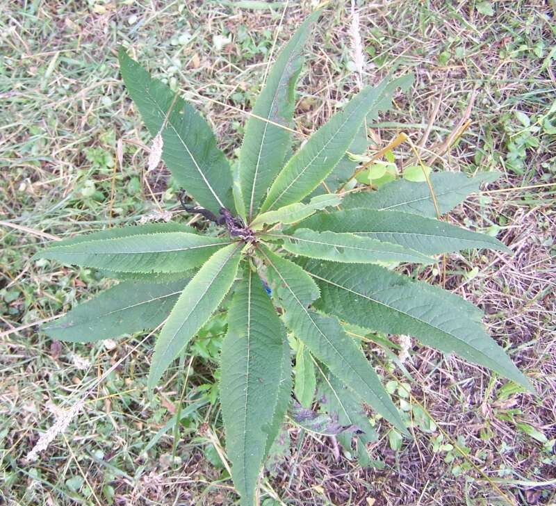 Vernonia resmi