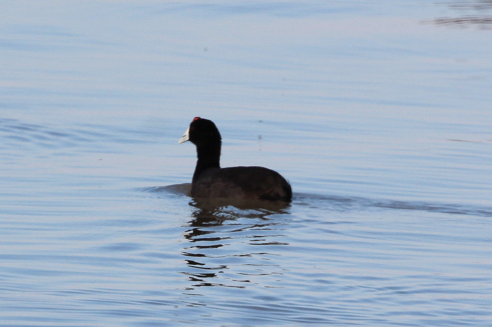 Image of Crested Coot