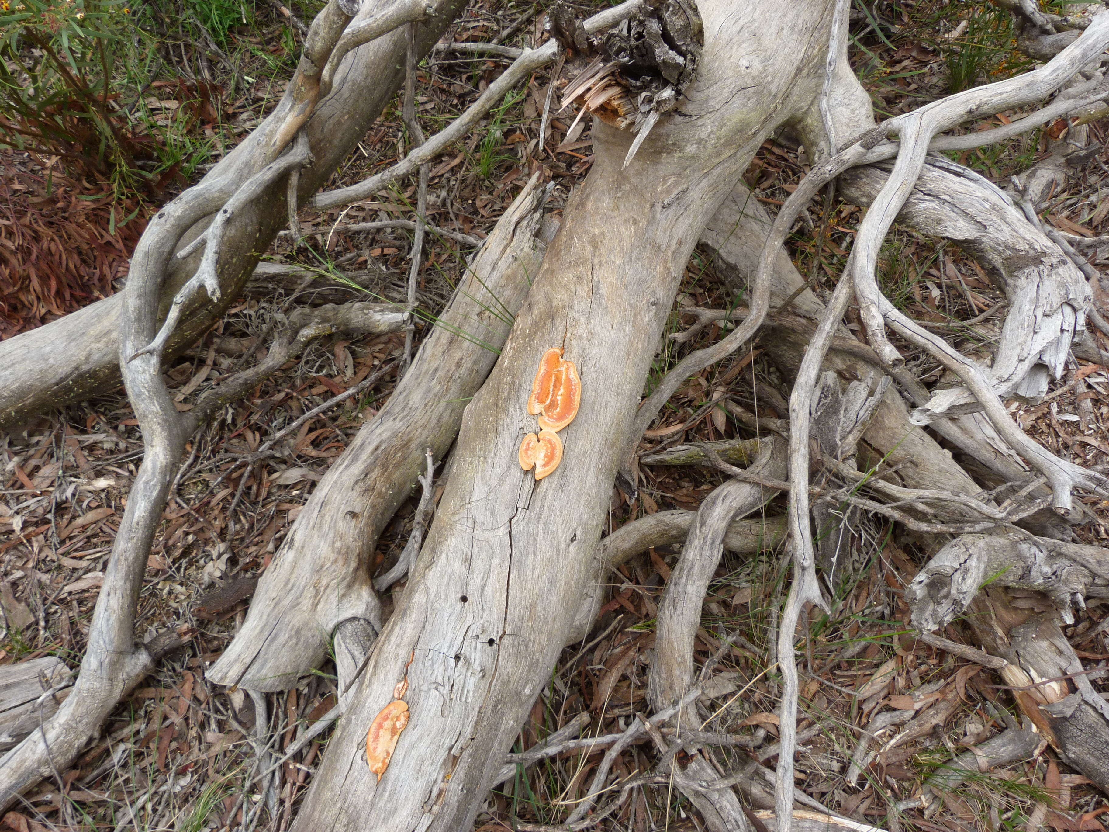 Image of bracket fungi