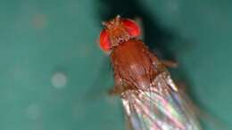 Imagem de Drosophila