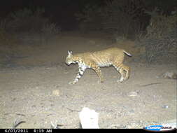 Image of Mexican bobcat