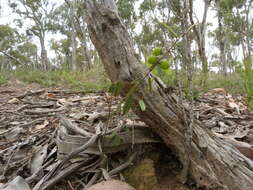 Image of Hovea heterophylla Hook. fil.