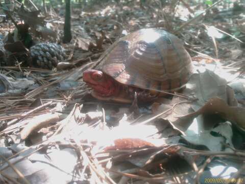 Image of box turtle