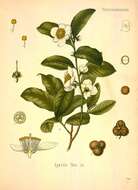 Image of camellia