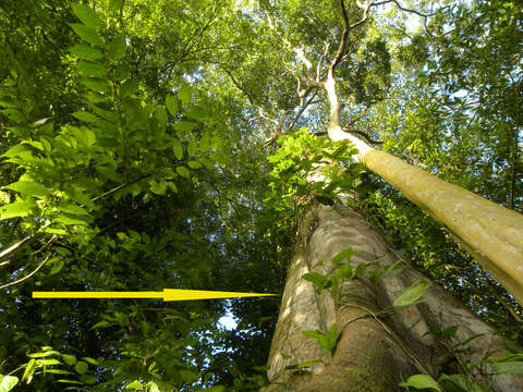 Image of Ficus insipida Willd.