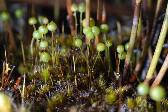 Image of mosses