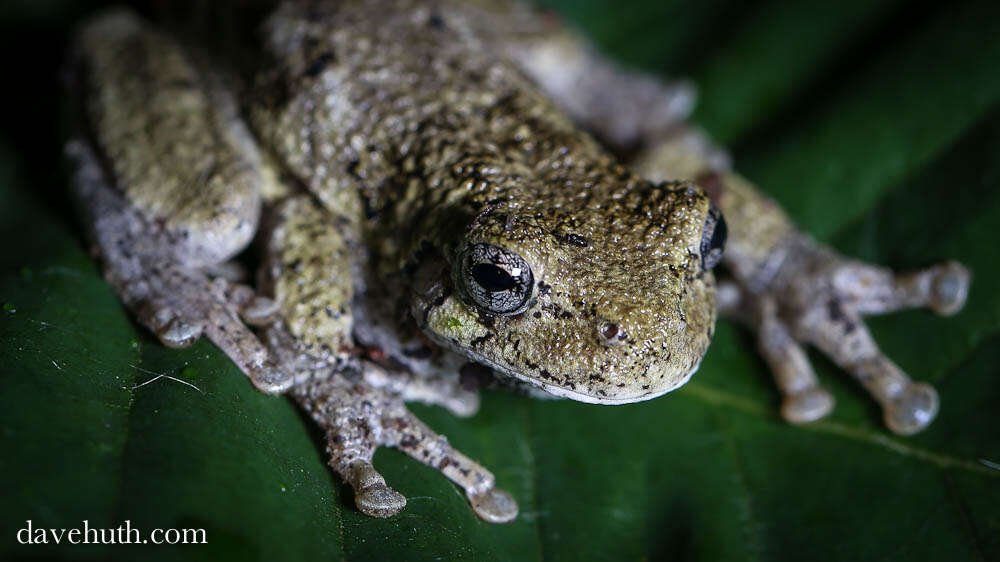 Image of Gray Treefrog