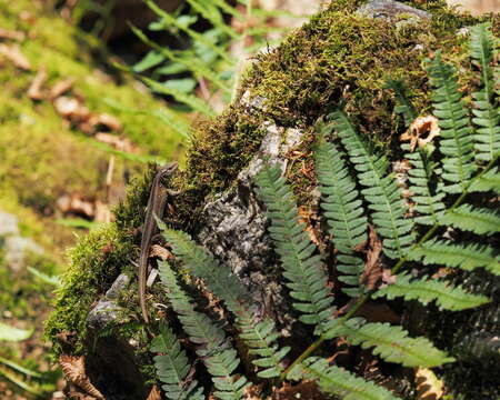 Image of Sand Lizard