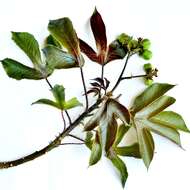 Image of bellyache bush