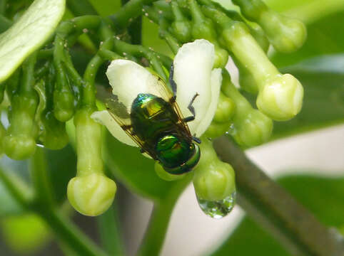 Image of Syrphid fly