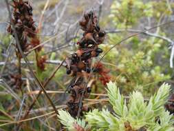 Imagem de Morelotia gahniiformis Gaudich.