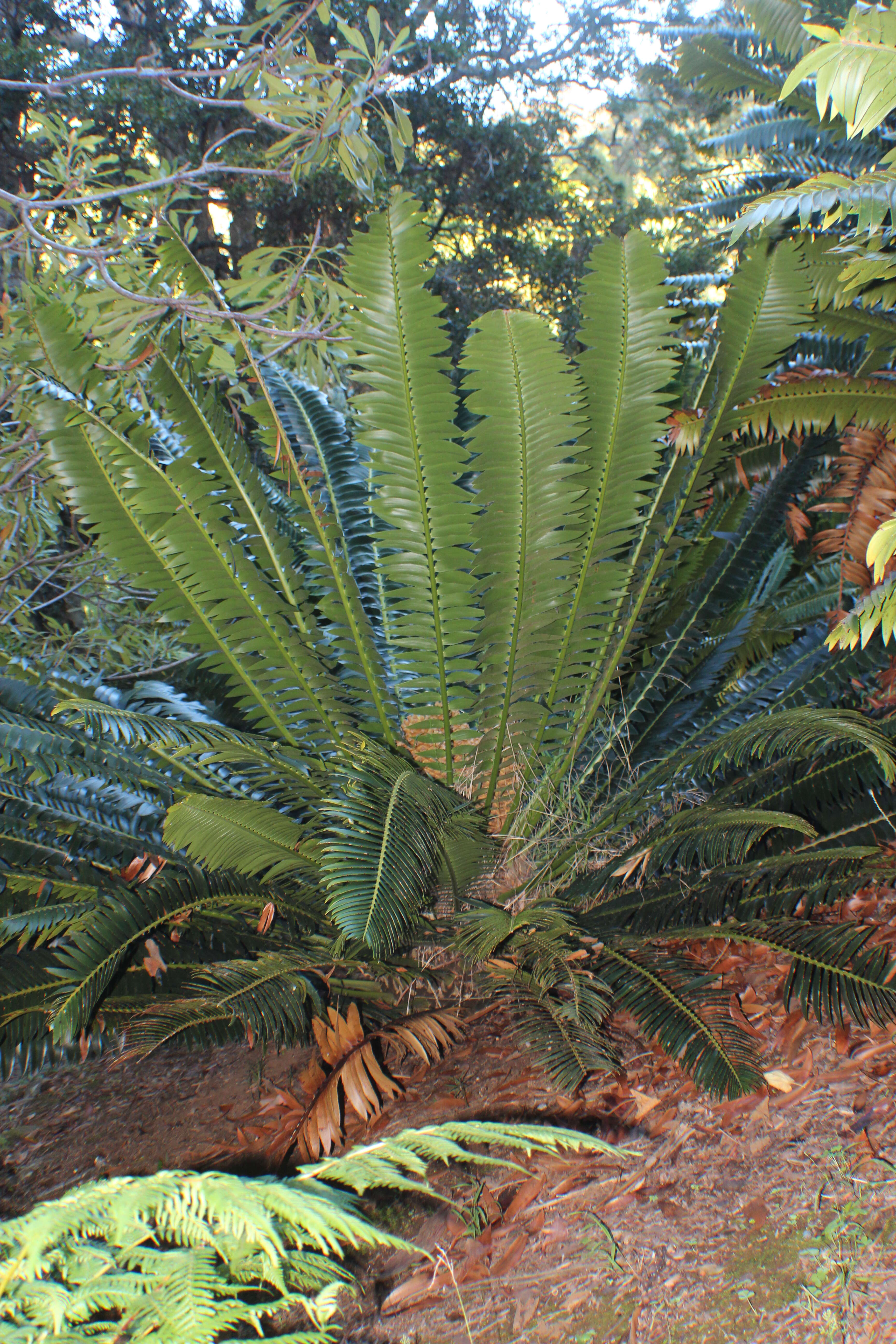 Слика од Encephalartos