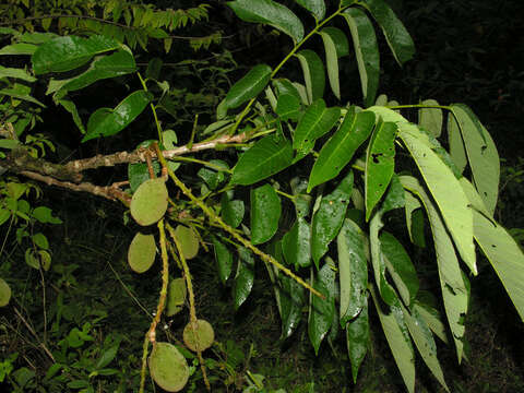 Image of Dussia discolor (Benth.) Amshoff