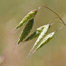 Image of corn brome