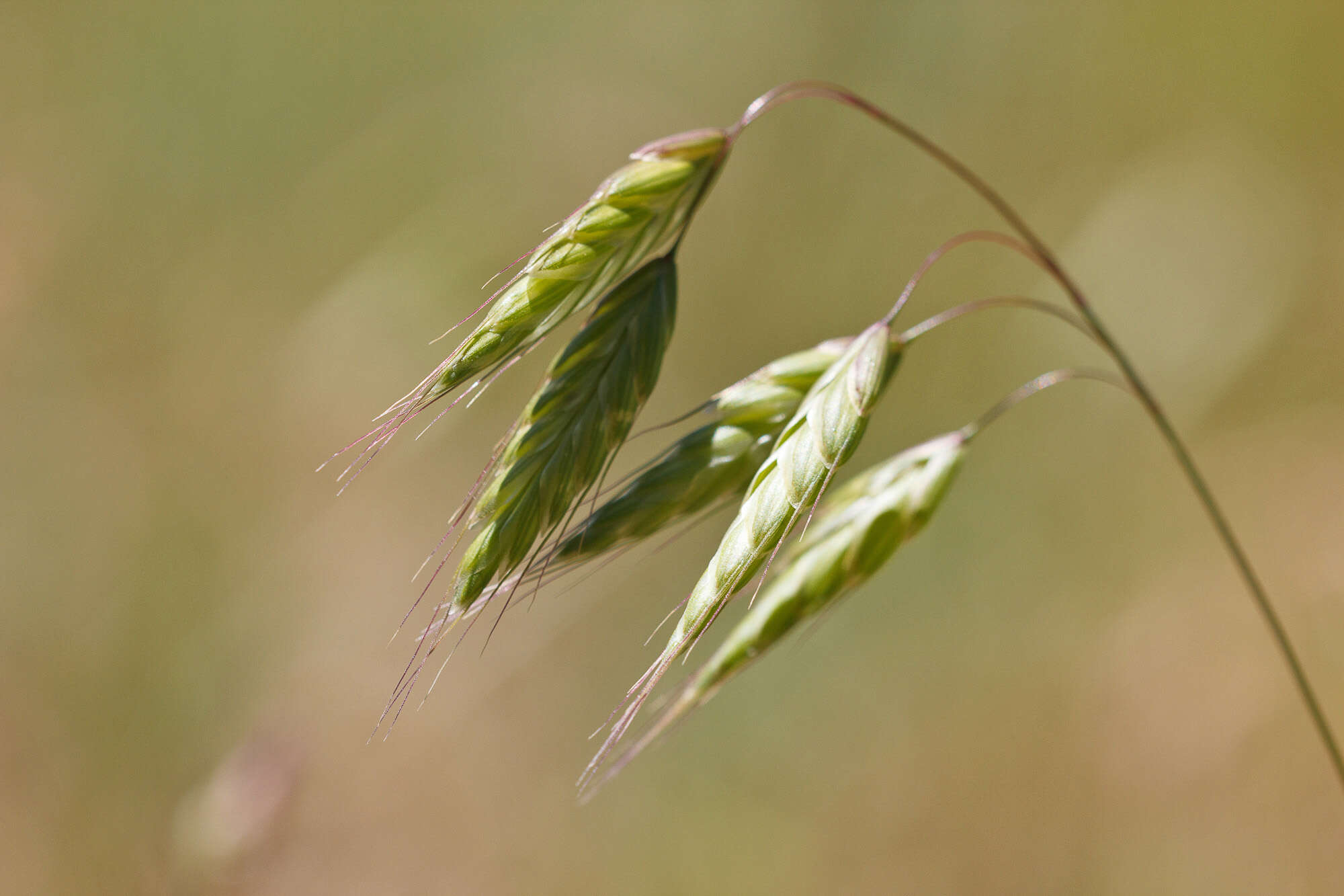 Imagem de Bromus squarrosus L.