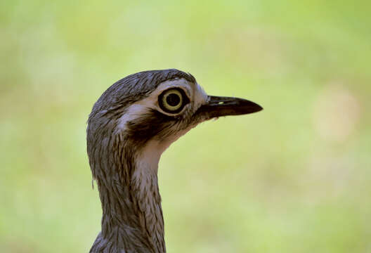 Image of Bush Stone-curlew