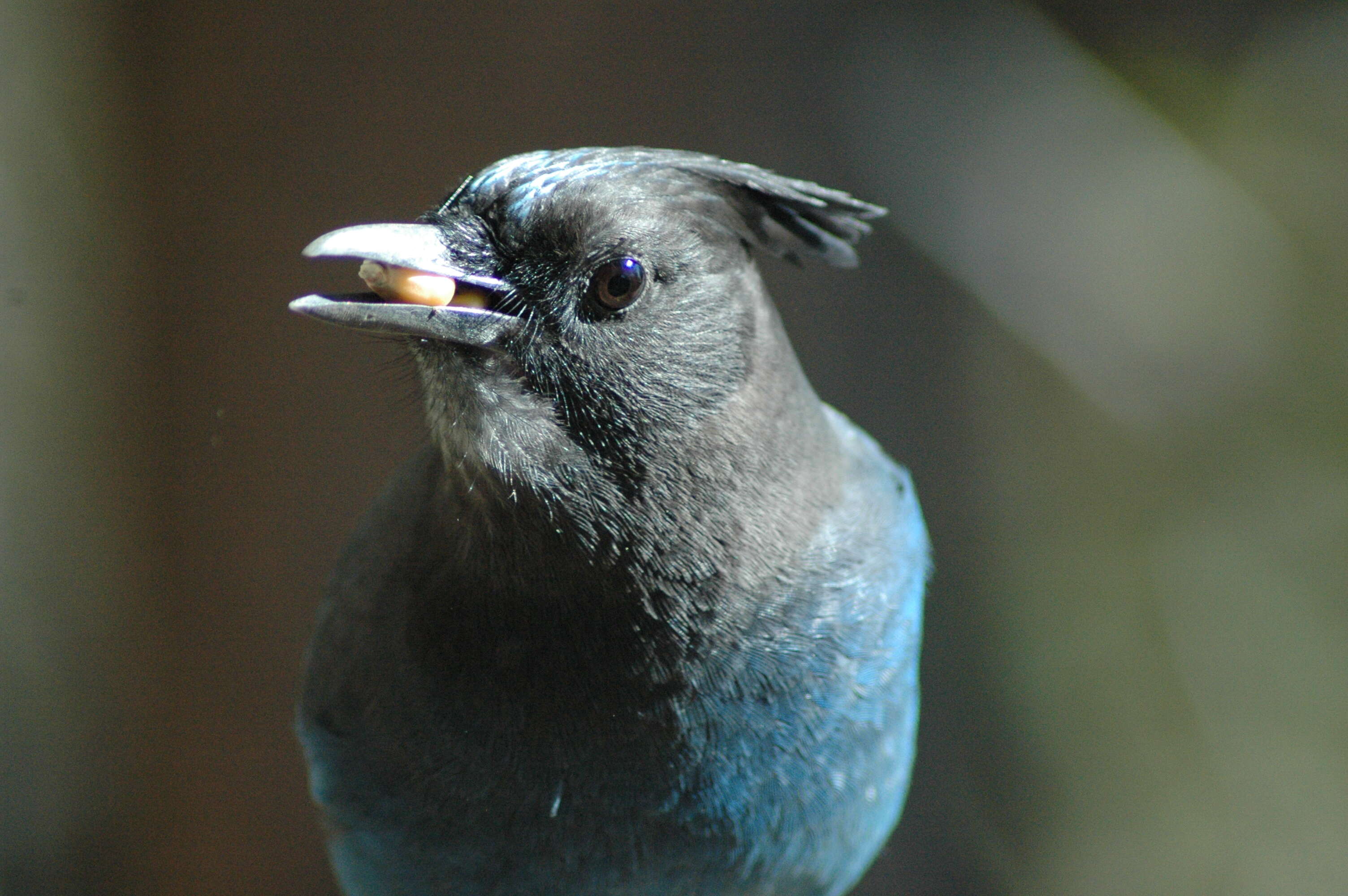 Image of Cyanocitta Strickland 1845