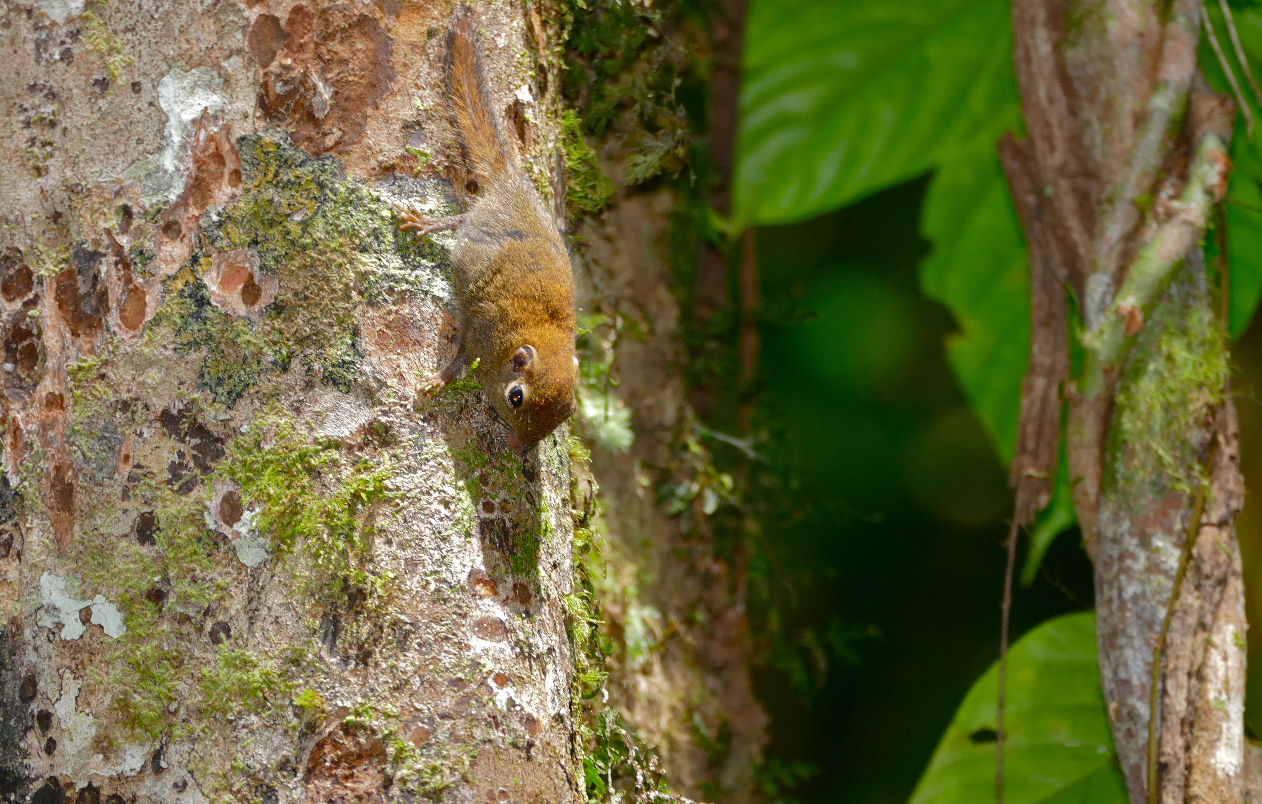 Image of Asian pygmy squirrel