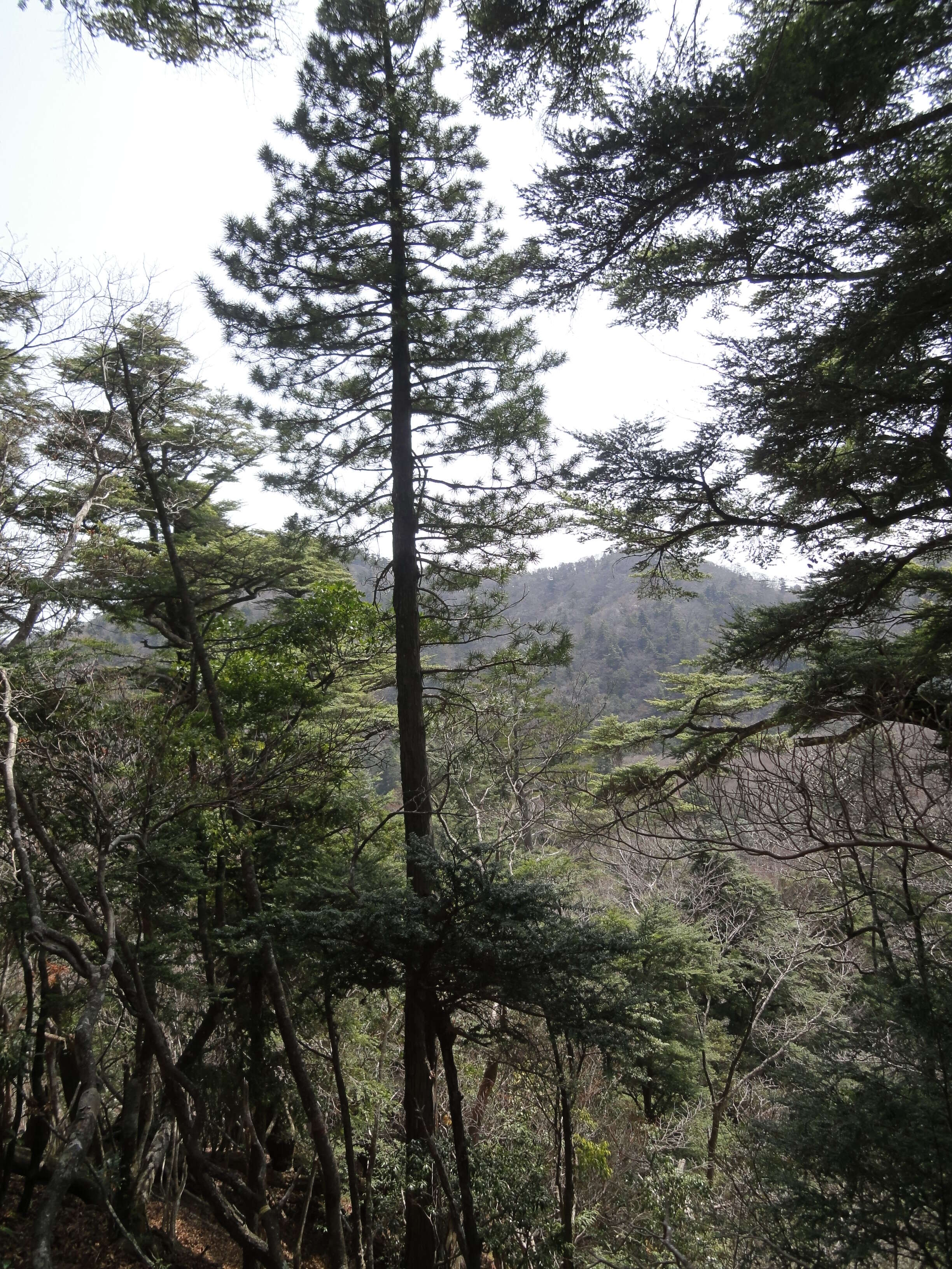 Image of umbrella-pine family