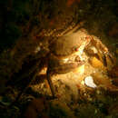 Image of Velvet swimming crab