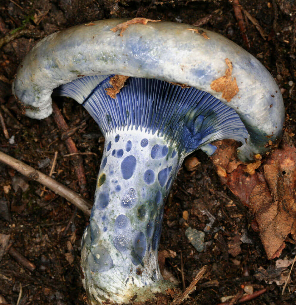 Image of Milk Cap Mushrooms