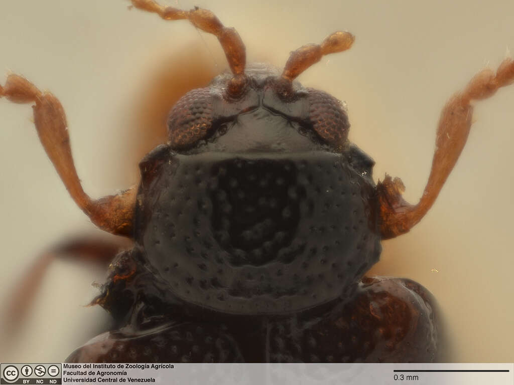 Image of <i>Gioia punctata</i>