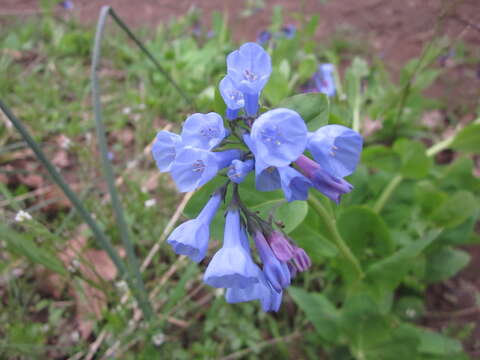 Mertensia virginica (L.) Pers. ex Link resmi