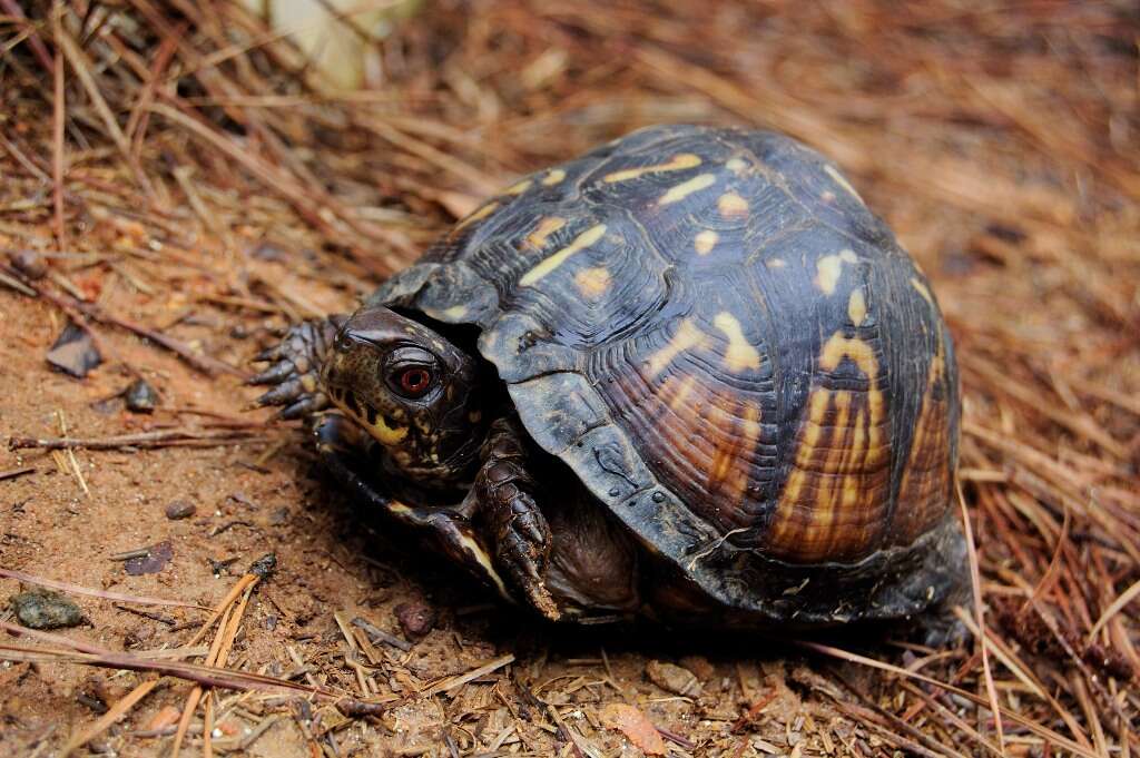 Image of American Box Turtle