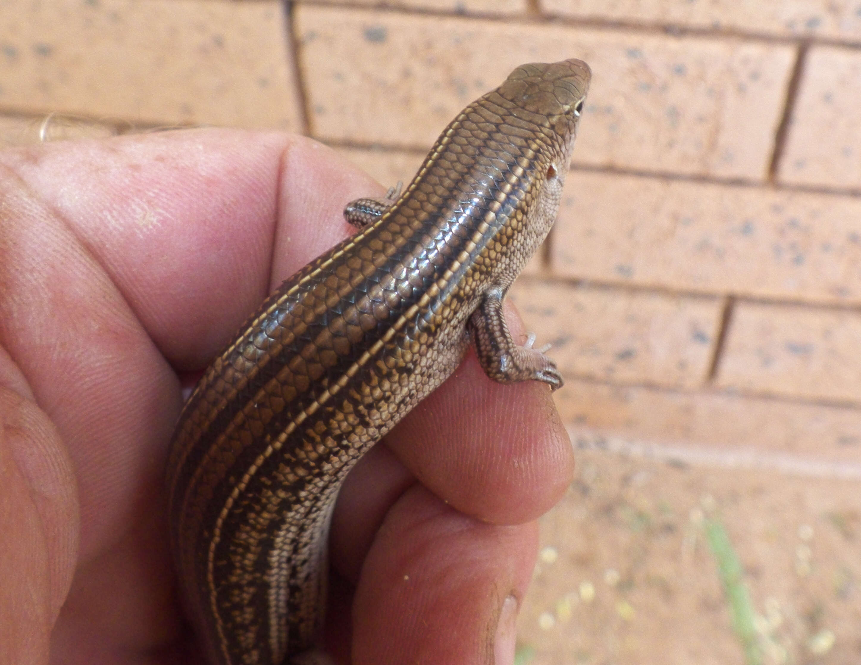 Image of Ctenotus Storr 1964