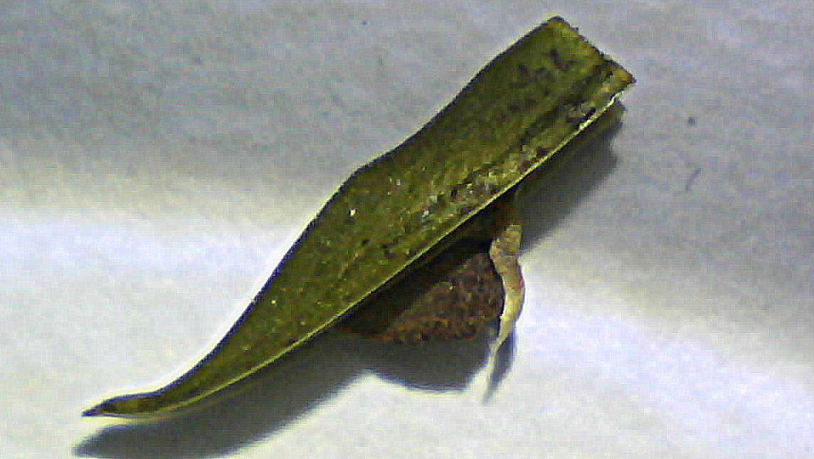 Herpetacanthus resmi
