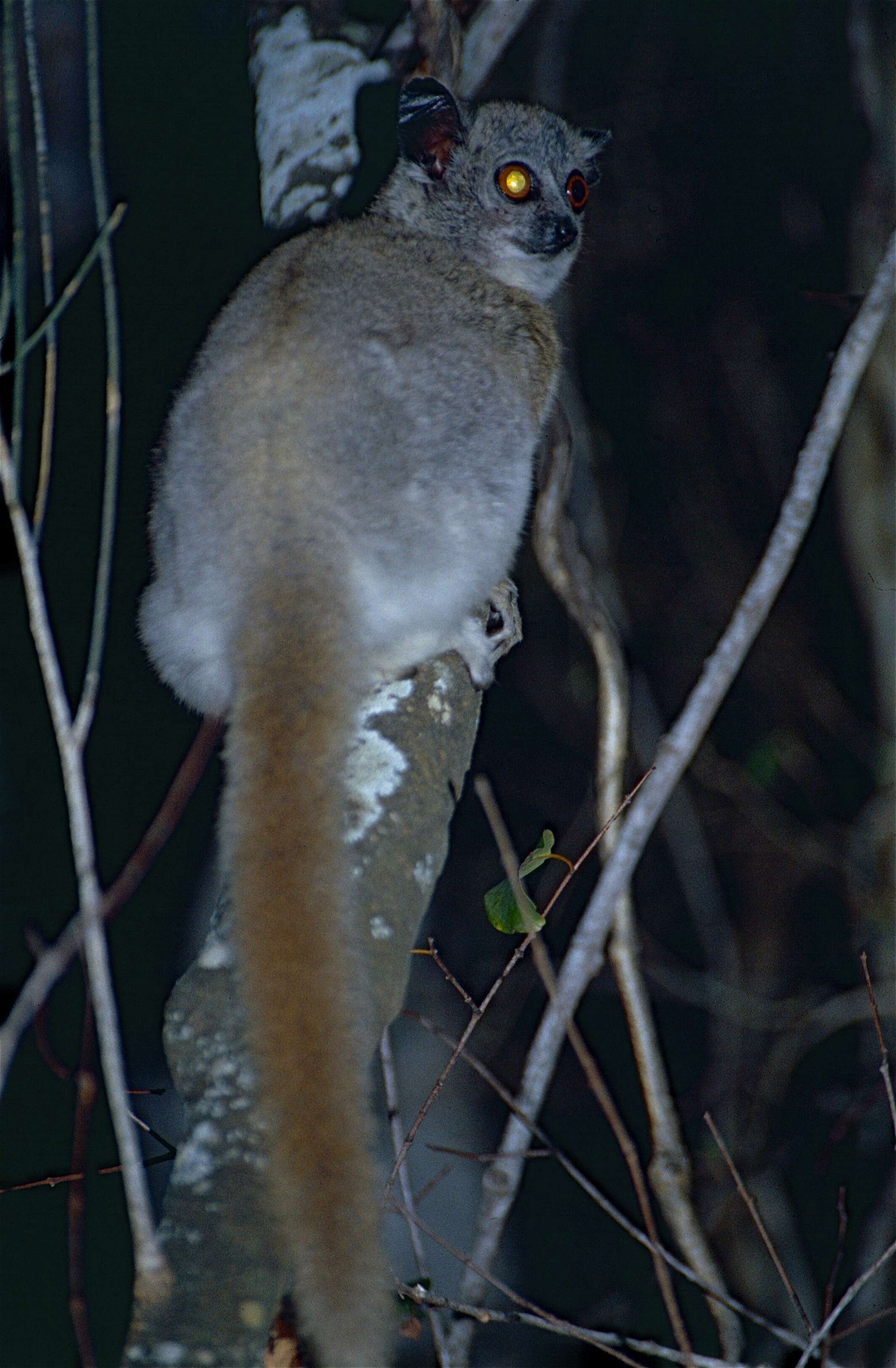 Image of white-footed sportive lemur