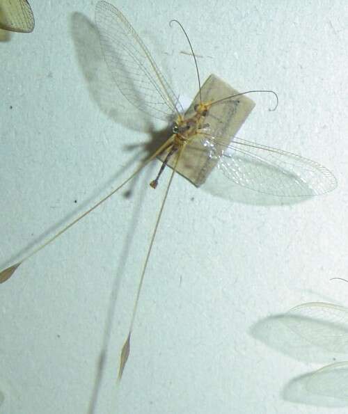 Image of thread-winged lacewings