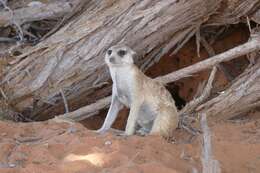 Image de Suricata Desmarest 1804