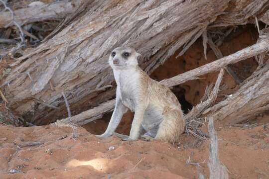 Image of Suricata Desmarest 1804