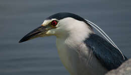 Image of Night Herons