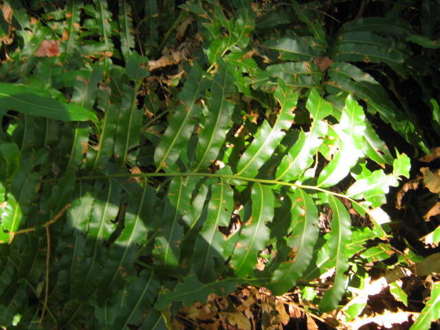 Image of giant leather fern