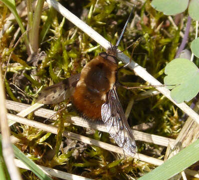 Image de Bombylius discolor Mikan 1796