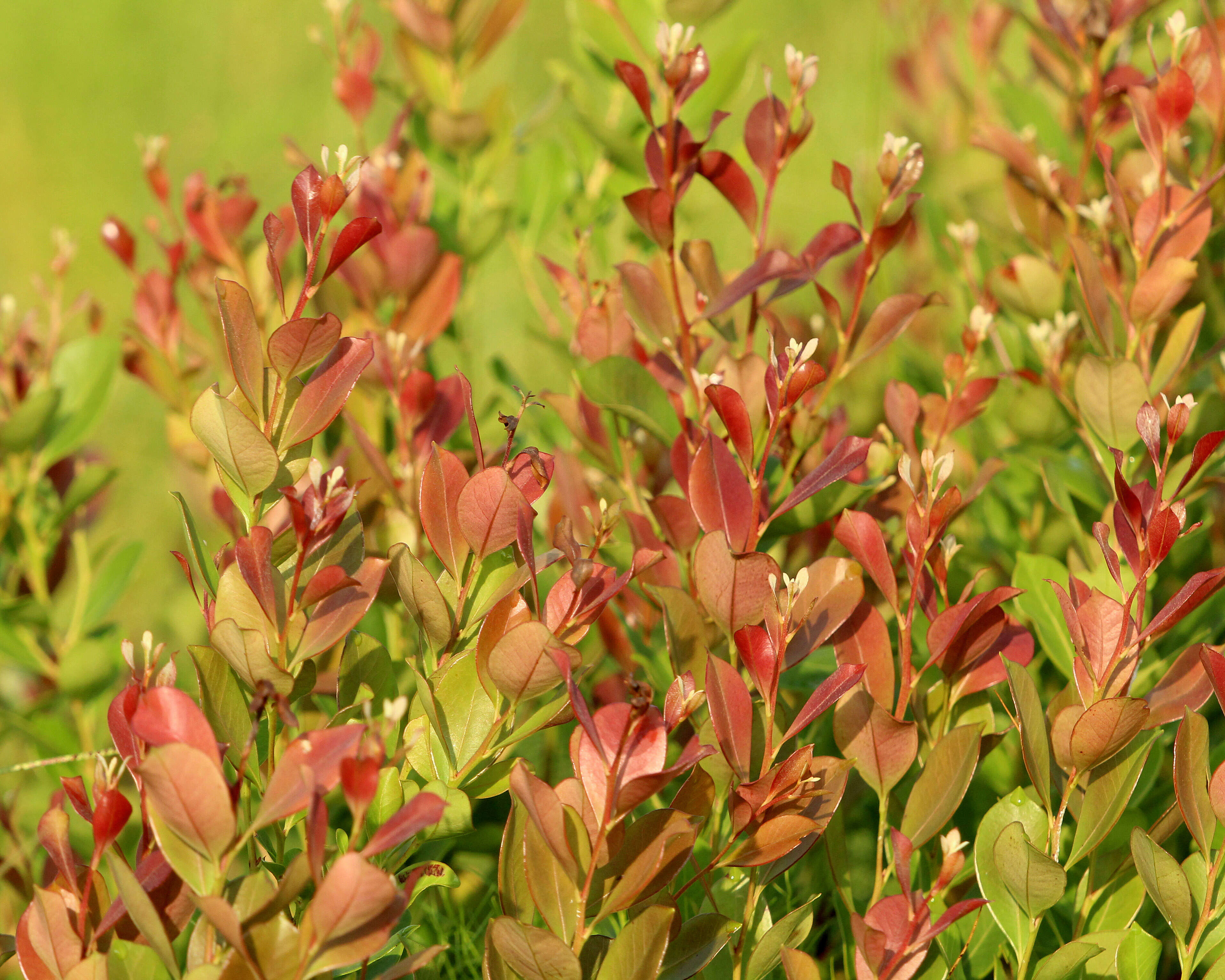 Lyonia lucida (Lam.) C. Koch resmi