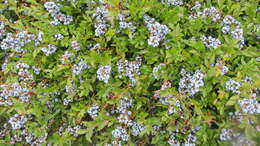 Image of blueberry